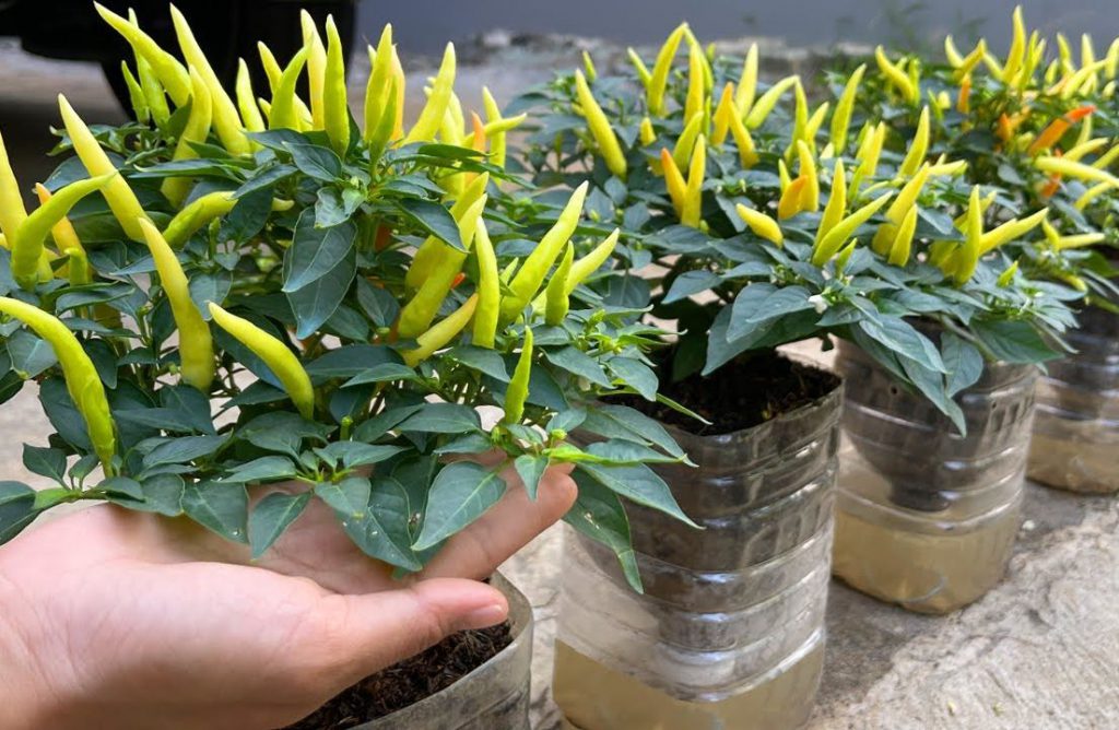 Cara Menanam Cabe Hidroponik dalam Botol