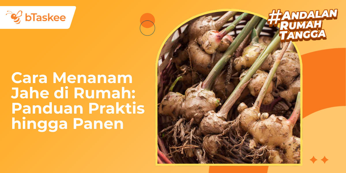 Cara Menanam Jahe di Rumah: Panduan Praktis hingga Panen