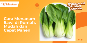 Cara Menanam Sawi di Rumah, Mudah dan Cepat Panen