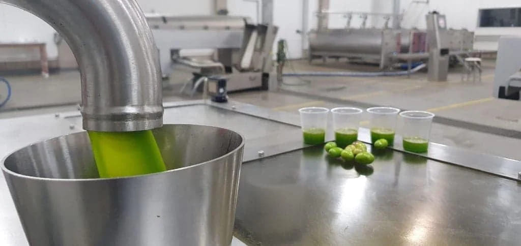 Ekstraksi minyak zaitun