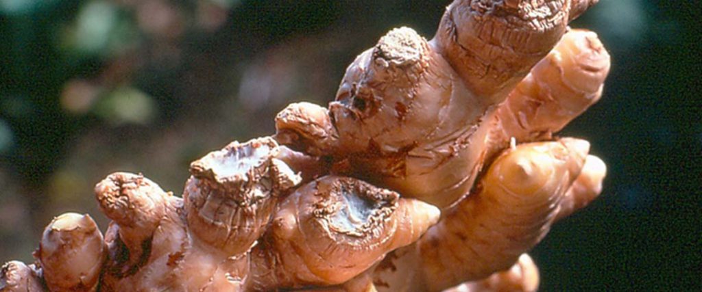 Hama dan penyakit pada jahe