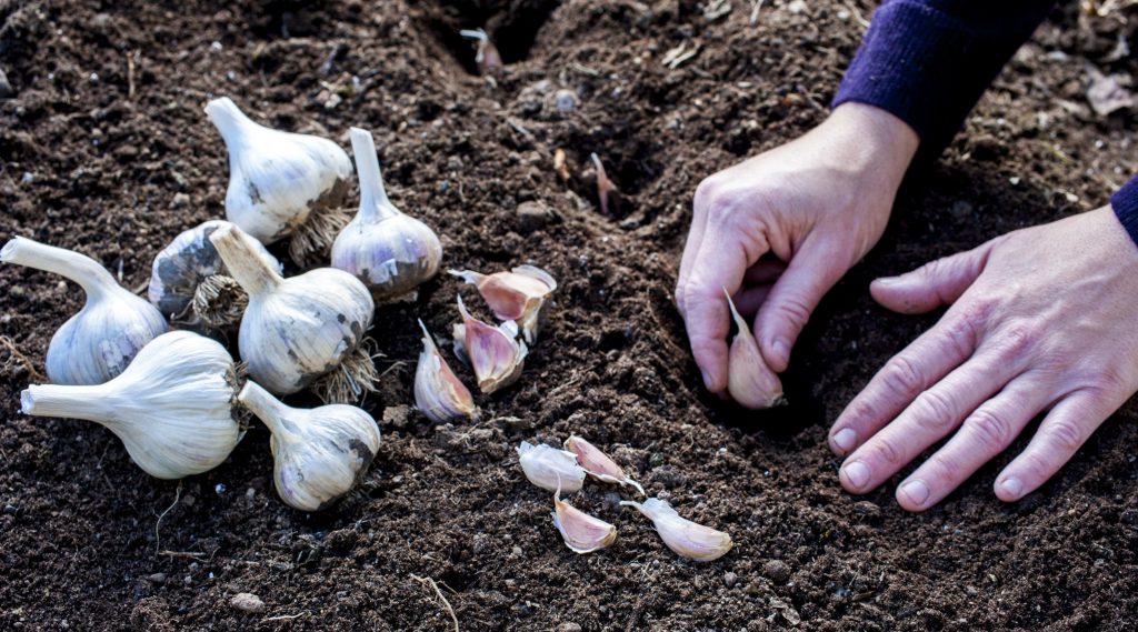 Menanam bawang putih di tanah
