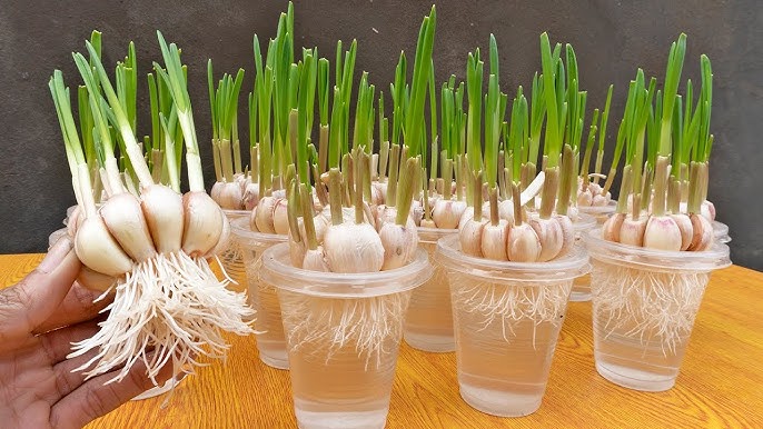 Cara Menanam Bawang Putih di Botol Plastik