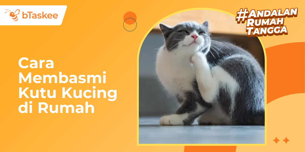 Cara Membasmi Kutu Kucing di Rumah Terampuh dan Aman