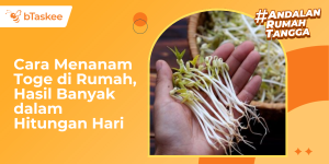 Cara Menanam Toge di Rumah, Hasil Banyak dalam Hitungan Hari