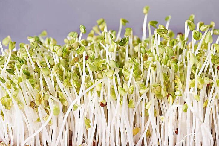 menanam toge di rumah