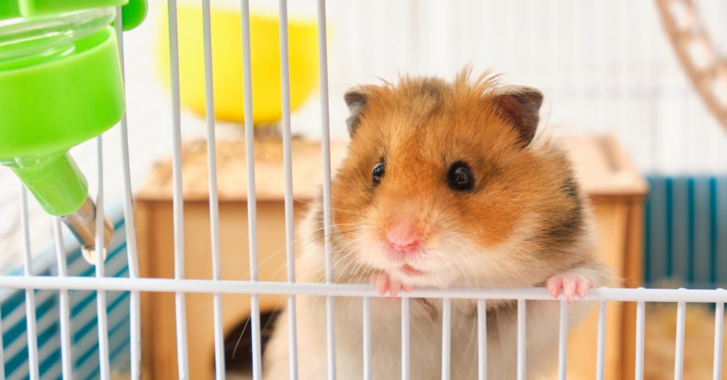 Hamster, hewan pengerat kecil